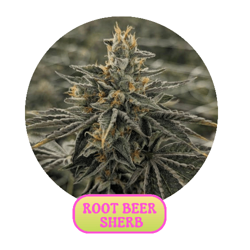 Root Beer Sherb Flower by GrowHealthy - 3.500g Whole
