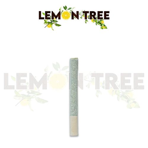 Lemon Tree - 